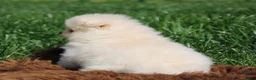 Pomeriaan honden te koop: Pomeriaan pups - Advertentie 3