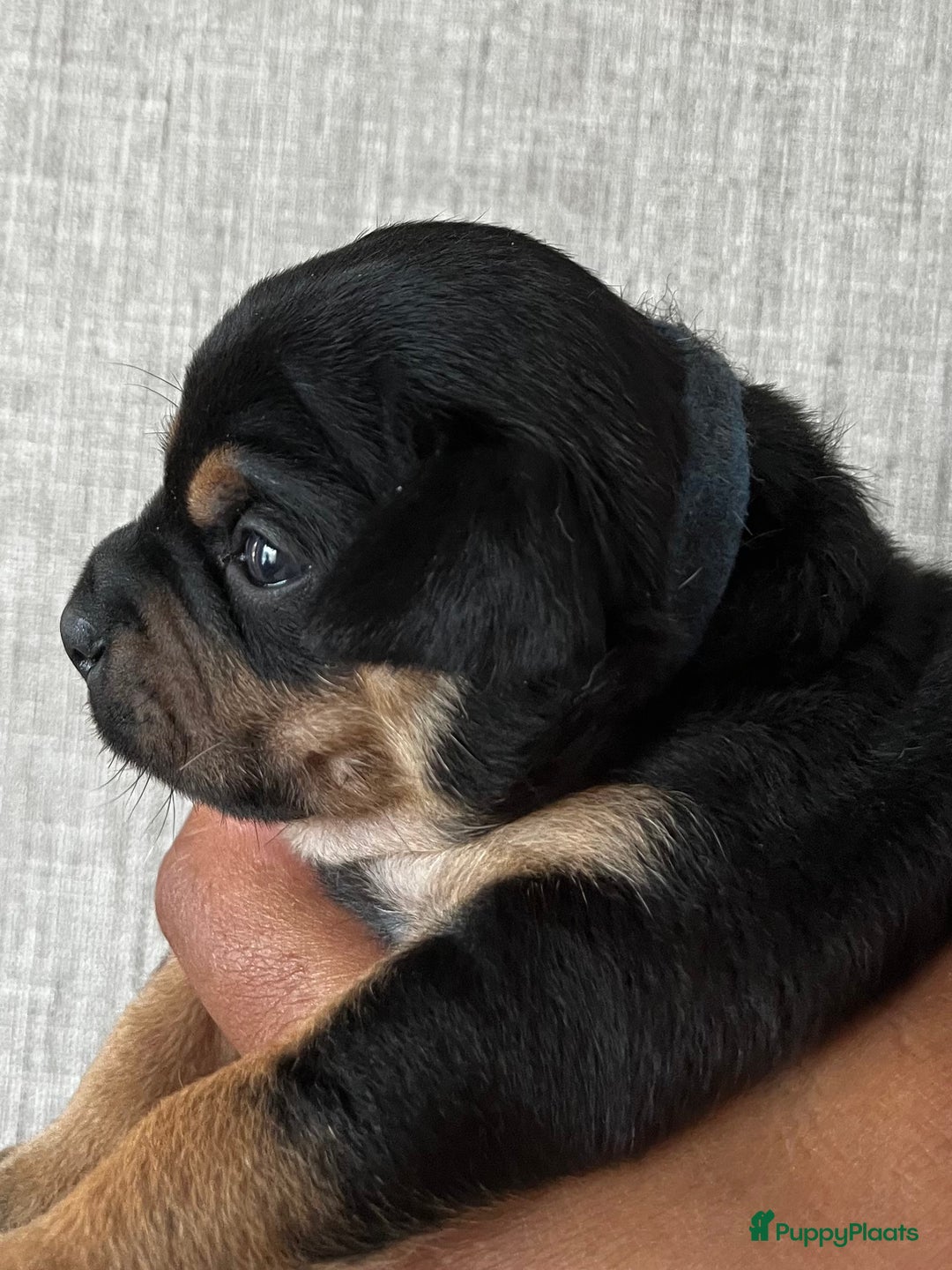 Dwergpinscher honden te koop: Carlin Pinscher Puppy’s te koop - Afbeelding 10