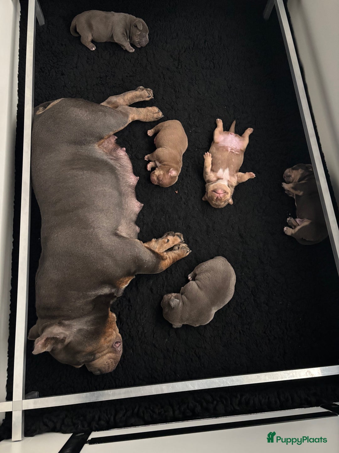 Amerikaanse Bully honden te koop: American bully pocket - Afbeelding 5