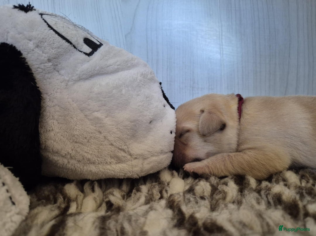 Labrador Retriever honden te koop: Zwarte en gele labrador pups met stamboom - Afbeelding 13