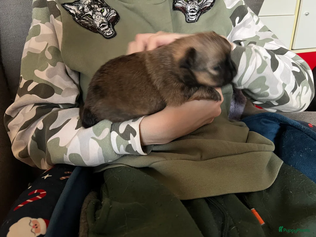 Pomchi honden te koop: Lieve Pomchi pups - Advertentie 25