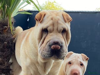 Shar Pei honden Sharpei - Advertentie 10