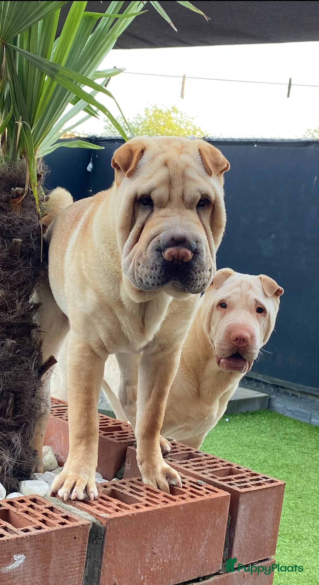 Shar Pei honden te koop: Sharpei - Advertentie 1