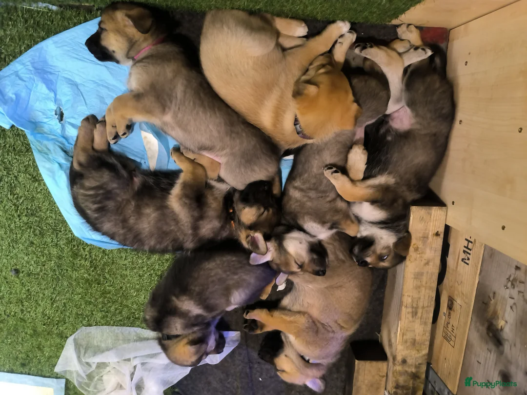 Kruising honden te koop: Tsjechoslowaakse wolfhond x Podenco-Mechel pups - Advertentie 11