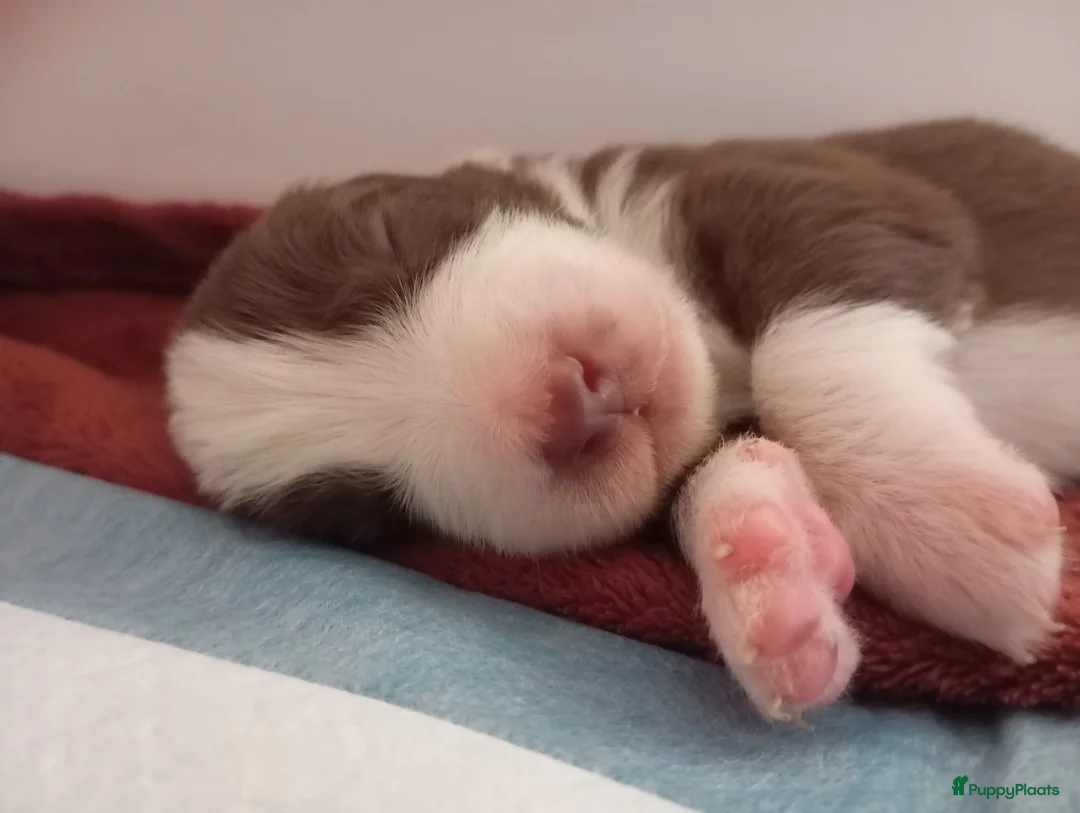 Australian Shepherd honden te koop: 10 prachtige Australische herder pups! - Advertentie 20