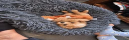 Cavapoo honden te koop: Prachtige Cavapoo pups beschikbaar  - Advertentie 9