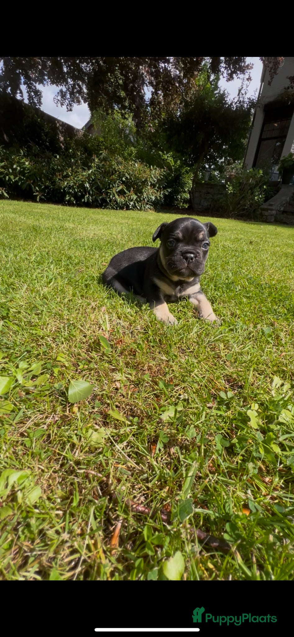 Franse Bulldog honden Franse Bulldog pups ❤️ - Advertentie 1