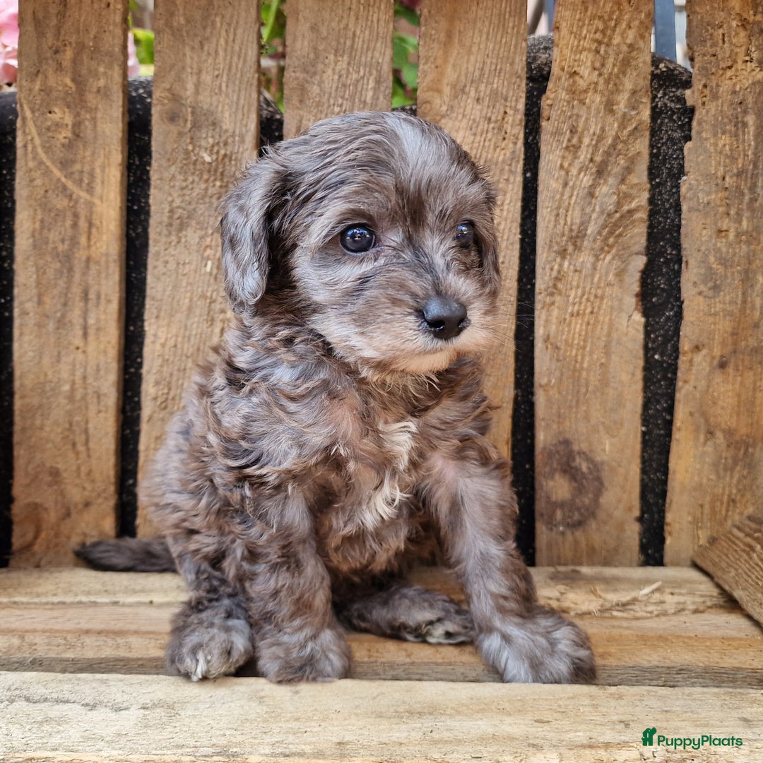 Australian Labradoodle honden te koop: Australian labradoodle Backcross micro/mini - Afbeelding 30