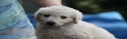 Kuvasz honden te koop: **Bijzondere Kuvasz pups uit een droomcombinatie** - Advertentie 14