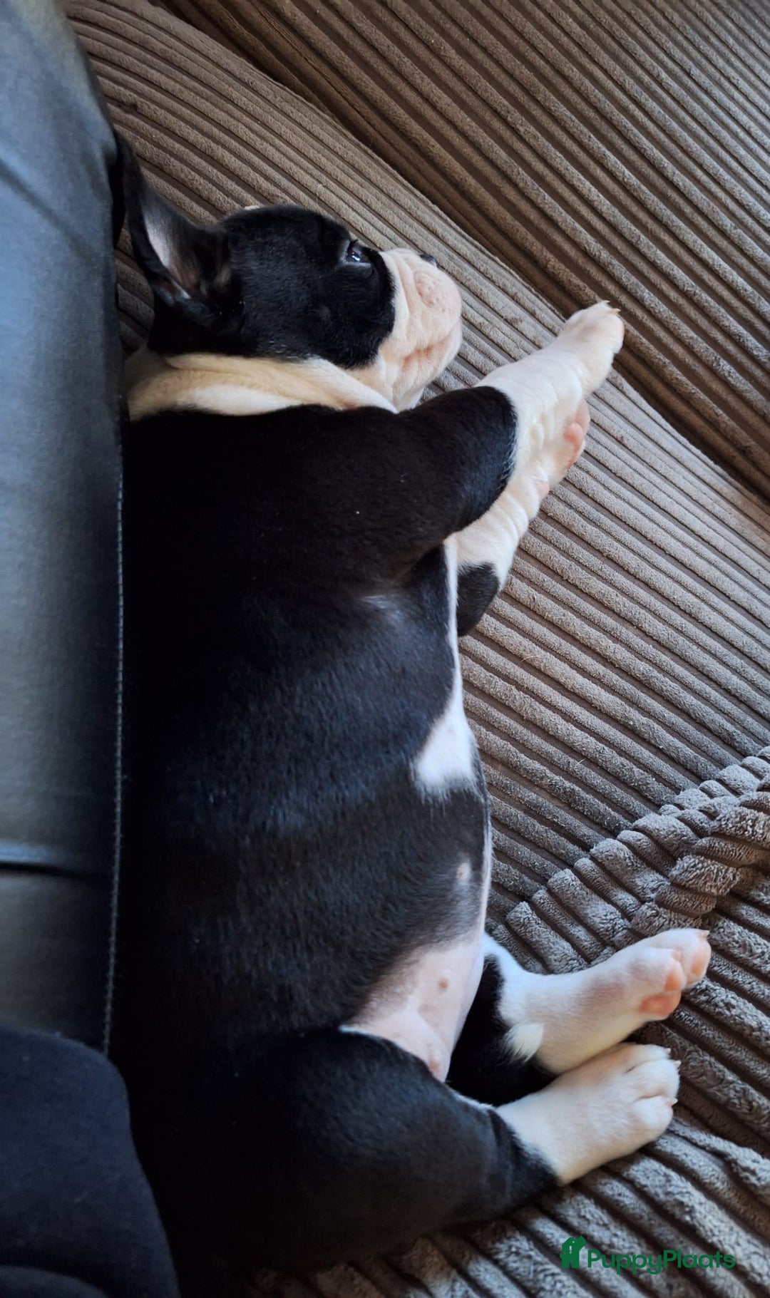 Kruising honden te koop: 2 leuke mooie teefjes  - Advertentie 7