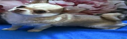 Chihuahua honden te koop: Chihuahua teefje isabelle husky - Advertentie 2