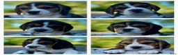 Beagle honden te koop: prachtige beagle pups - Advertentie 4