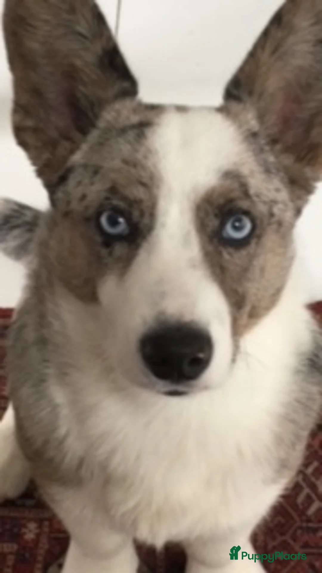 Welsh Corgi Cardigan honden te koop: Lief nestje met corgi pups beschikbaar - Advertentie 6