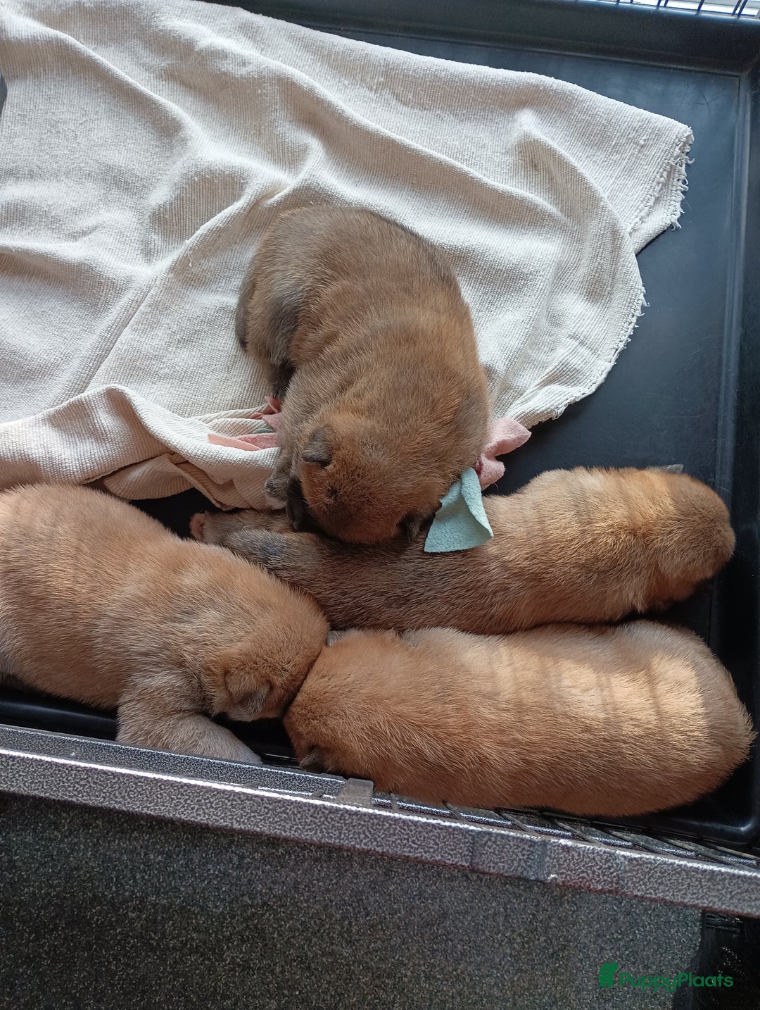 Shiba honden te koop: Shiba Inu pups beschikbaar  - Advertentie 7