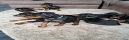 Dobermann honden te koop: Prachtig nestje Dobermann pups - Advertentie 4