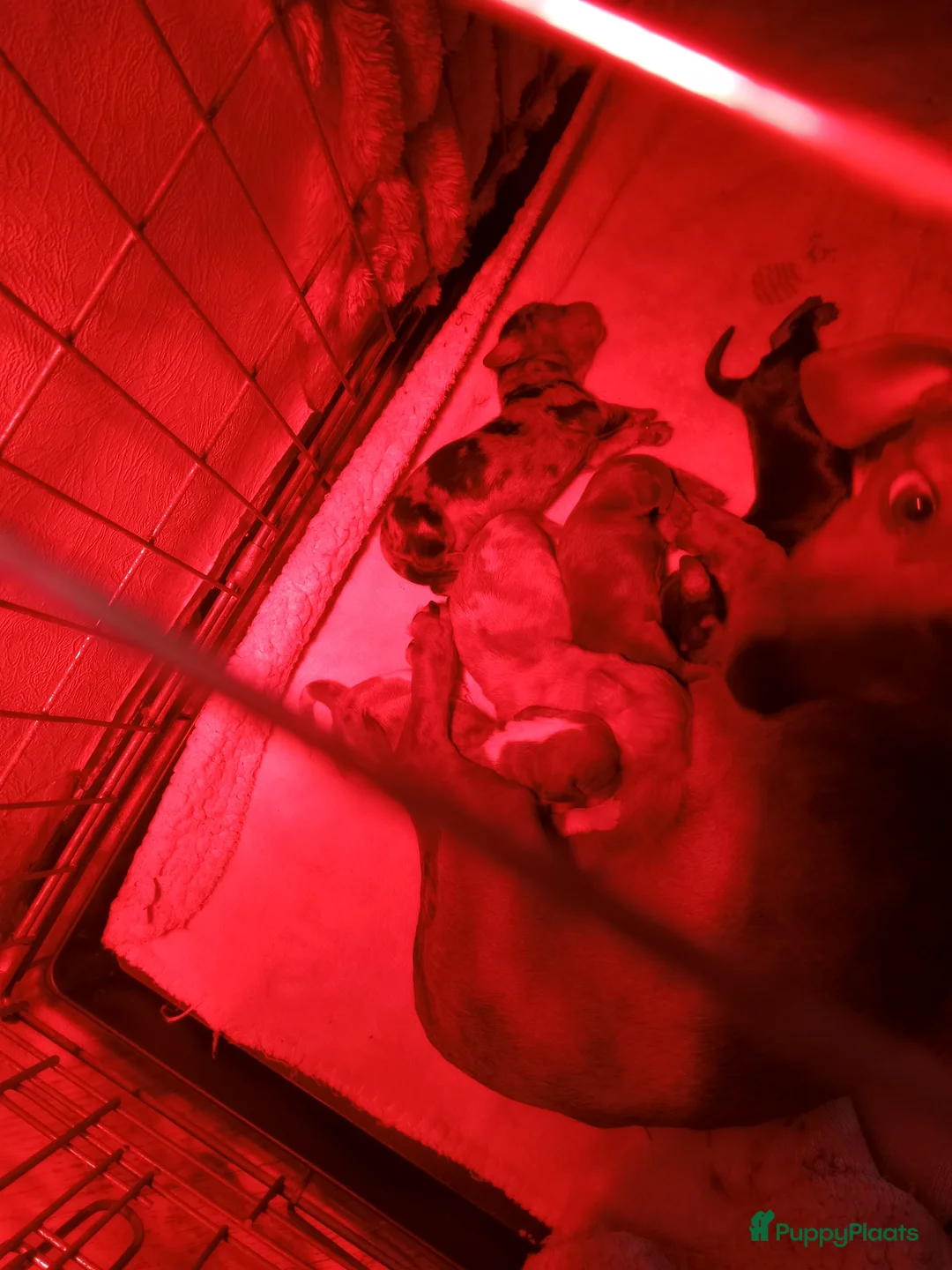 Teckel (korthaar)  honden te koop: Red Brindle x Piebald  in Haelen - Advertentie 2