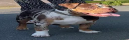 Amerikaanse Bully honden te koop: American Bully Dekreu  - Advertentie 7
