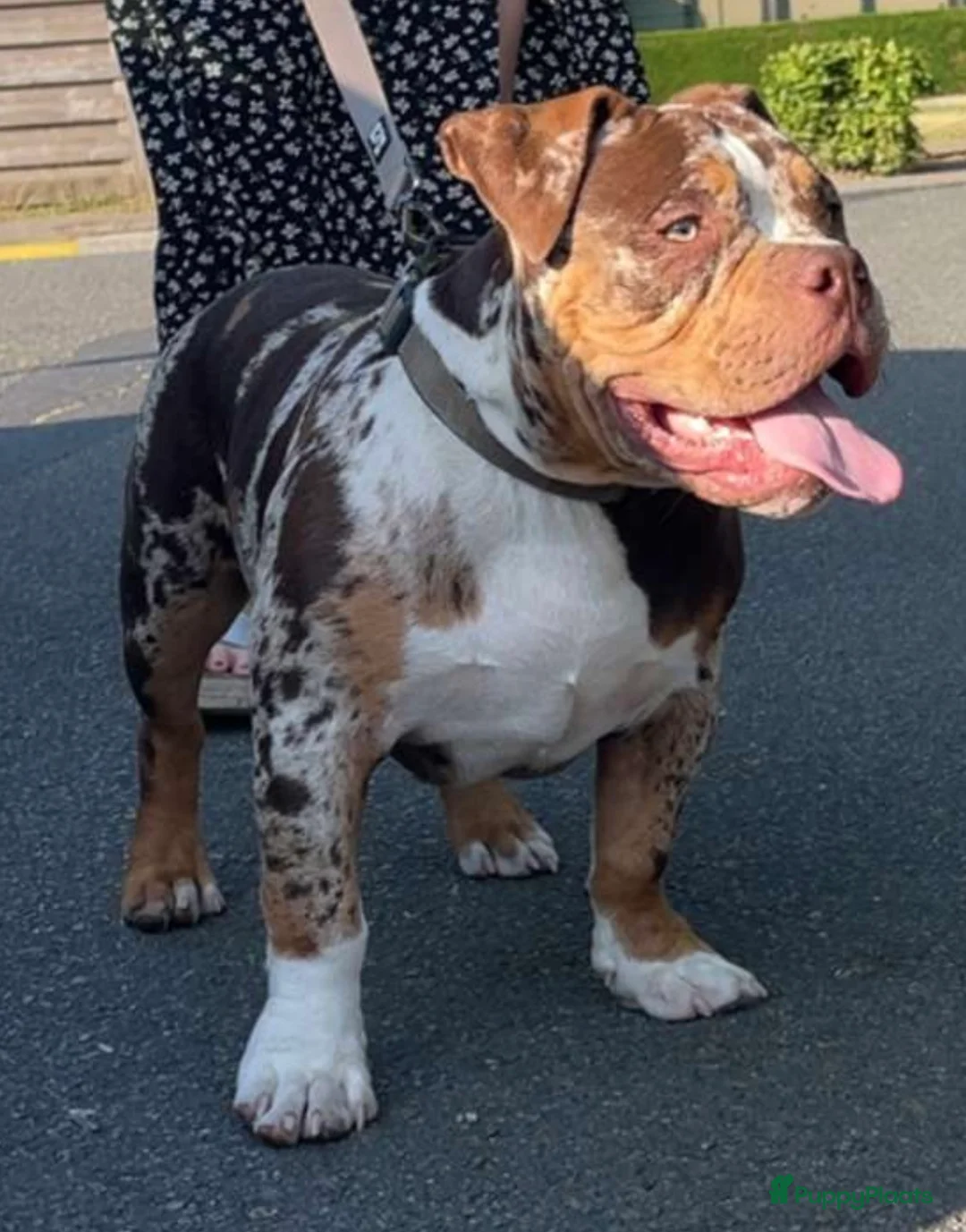 Amerikaanse Bully honden te koop: American Bully Dekreu  - Advertentie 7