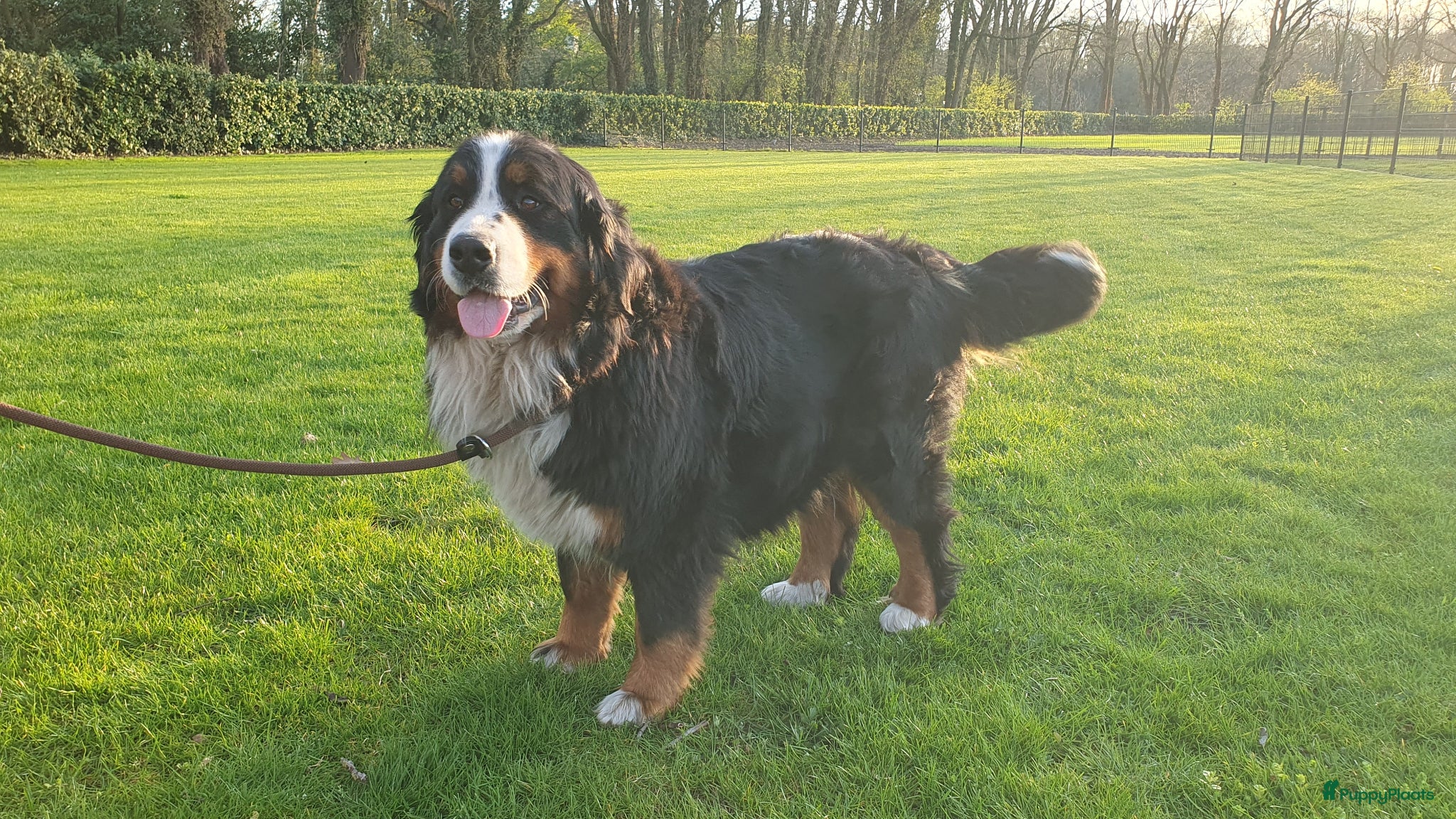 Berner Sennenhond honden Stamboom Berner Sennen pups - Advertentie 11