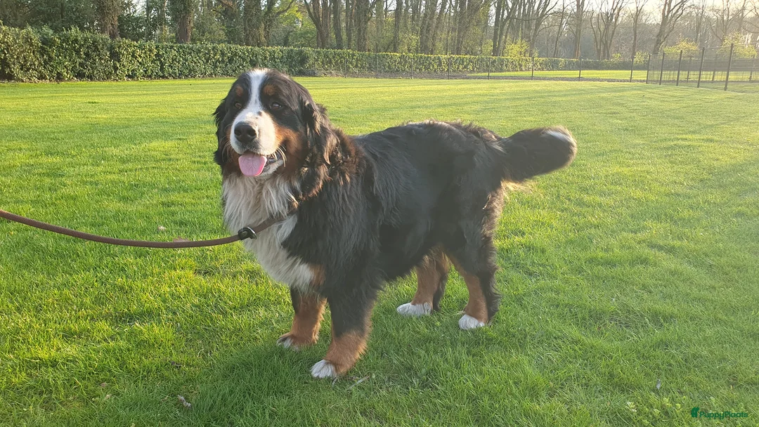 Berner Sennenhond honden te koop: Stamboom Berner Sennen pups - Advertentie 1