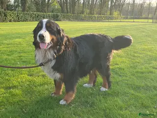 Berner Sennenhond honden Stamboom Berner Sennen pups - Advertentie 11