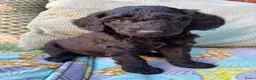 Australian Labradoodle honden te koop: Australian labradoodle reutjes beschikbaar  - Advertentie 8