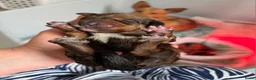 Kruising honden te koop: Teckel kruising pups  in Wanssum - Advertentie 3