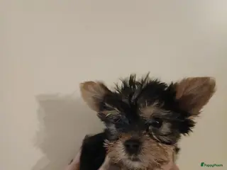 Yorkshire Terriër honden Yirkshire terrier - Advertentie 17