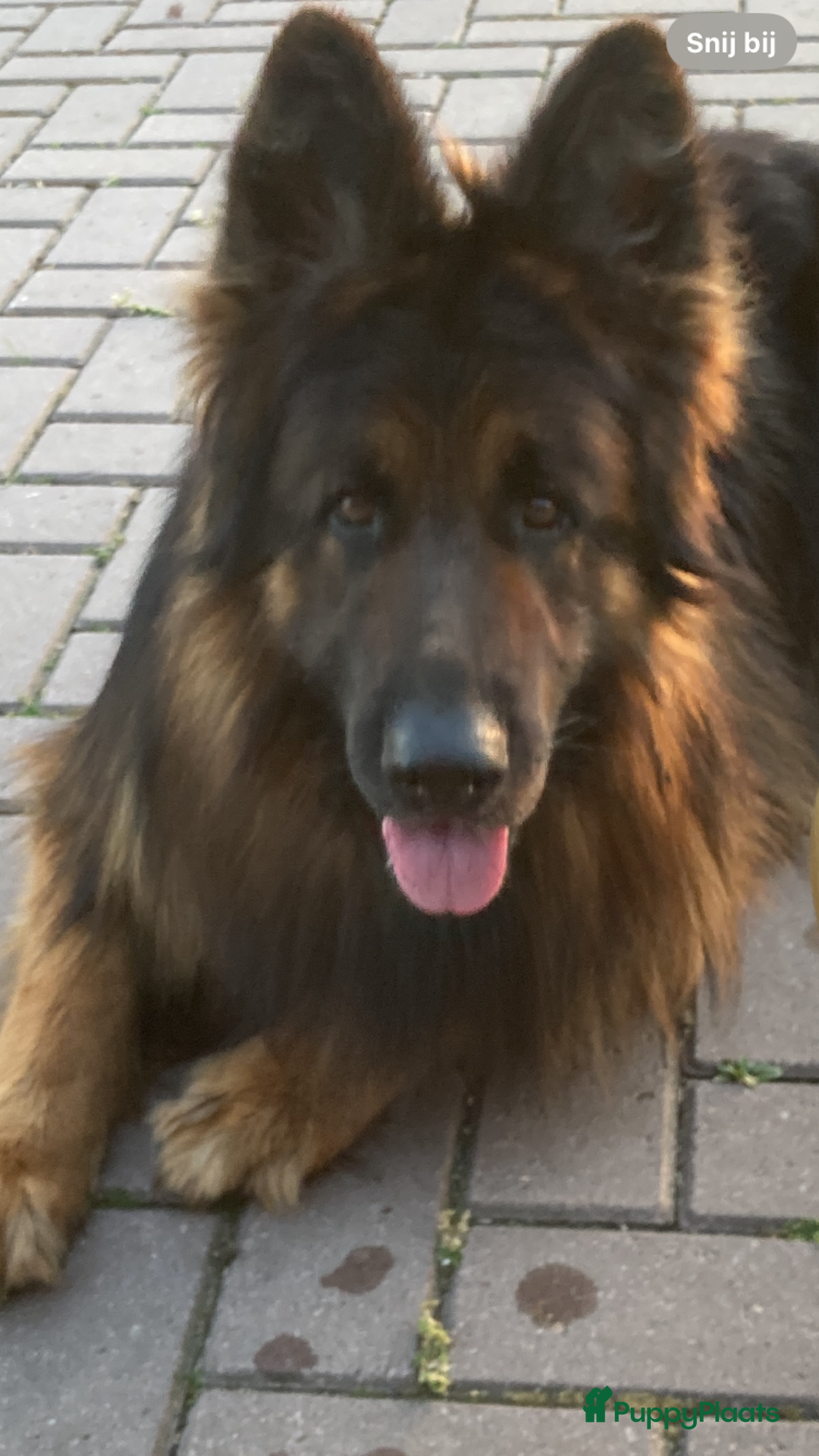 Duitse Herder honden te koop: Langharige Duitse herder puppy’s met rechte rug  - Advertentie 1