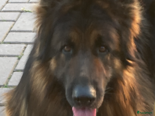 Duitse Herder honden Langharige Duitse herder puppy’s met rechte rug - Advertentie 1