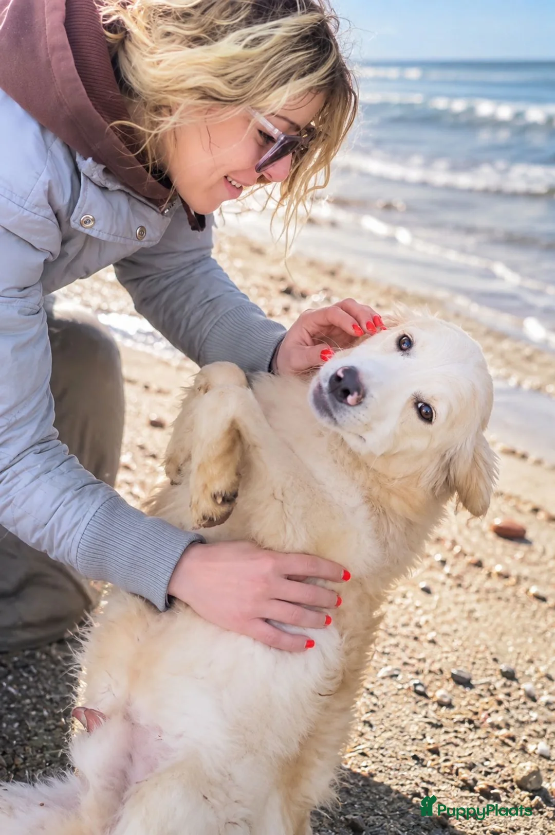 Golden Retriever honden ter dekking: Aron zoekt baasje - Advertentie 2