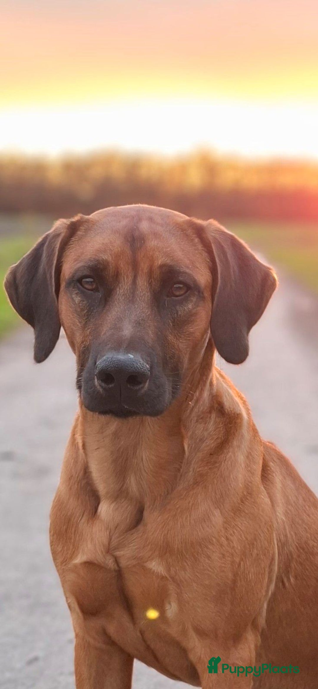 Kruising honden te koop: Duitse staande  x rhodesian ridgeback  - Advertentie 6