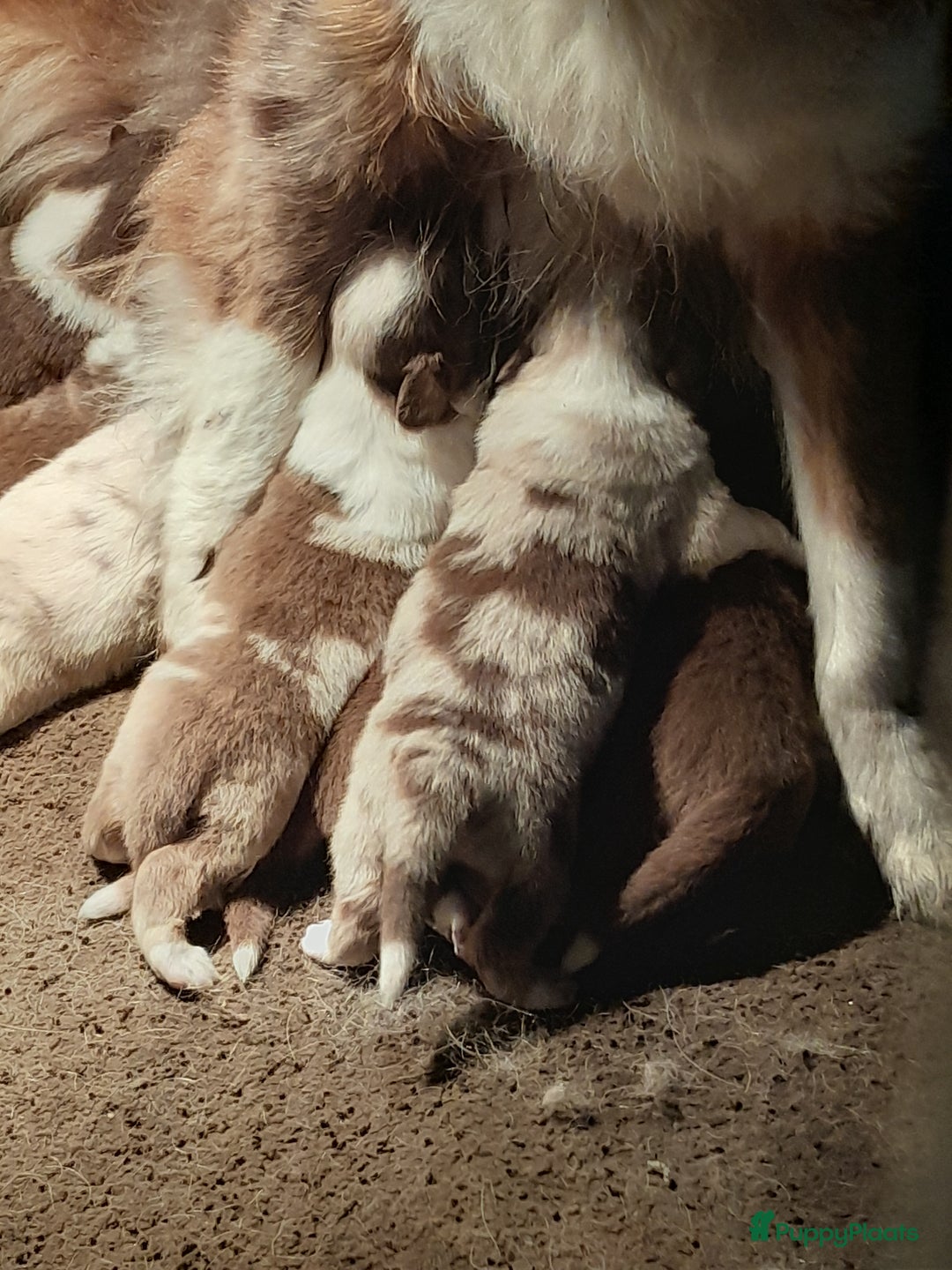 Australian Shepherd honden te koop: Lieve raszuivere australian shepherd pups  - Advertentie 17