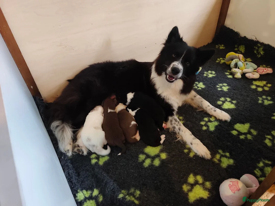Kruising honden te koop: Unieke kruising de Samollie  - Advertentie 1
