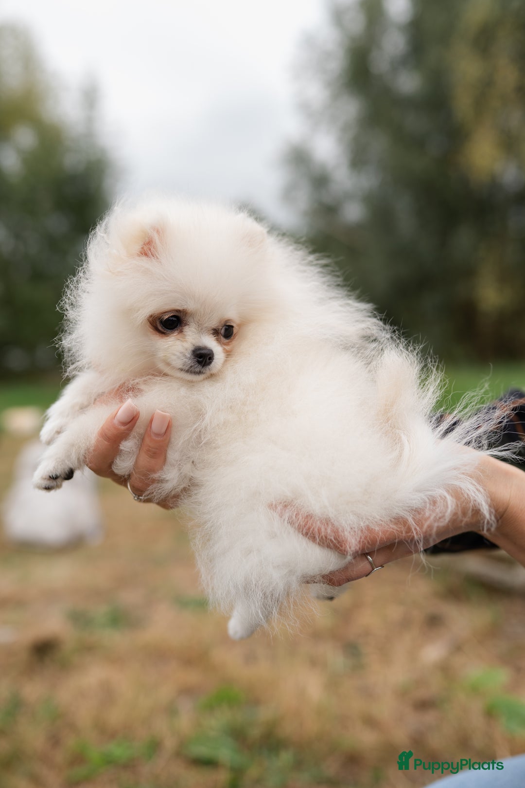 Pomeriaan honden te koop: Pomeranian Mila❤️ - Advertentie 7