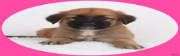 Kruising honden te koop: 9 pups Oudduitse herder x Golden retriever in Oosterbeek - Advertentie 8