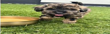 Toypoodle/Labradoodle 2