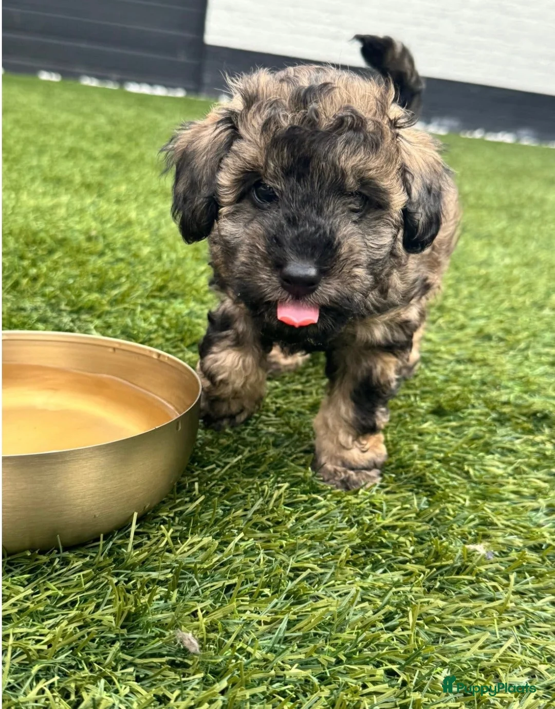 Labradoodle honden te koop: Toypoodle/mini labradoodle reu pup - Advertentie 8