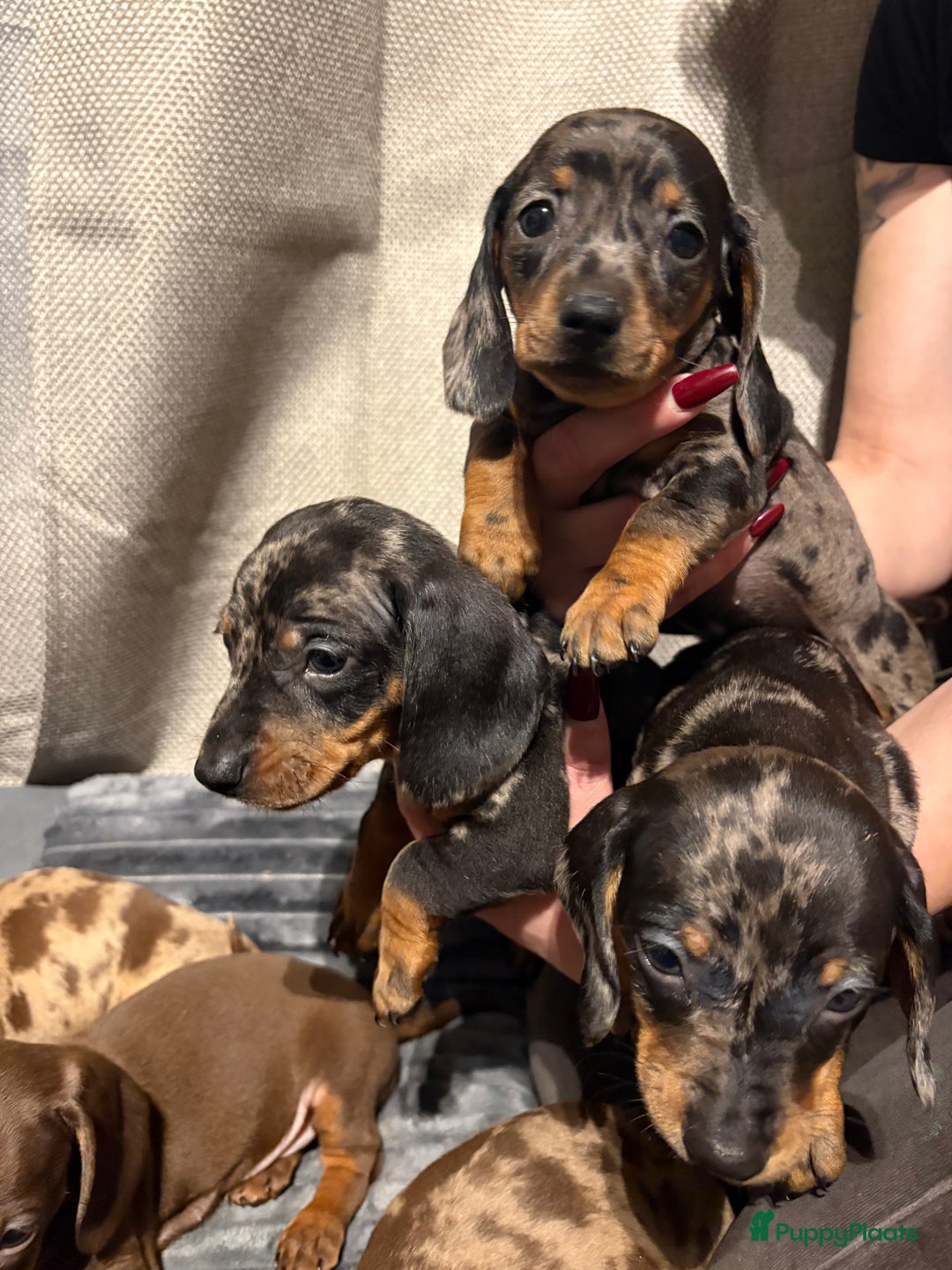 Teckel (korthaar)  honden te koop: Teckel pups opzoek naar gouden mandje. - Advertentie 13