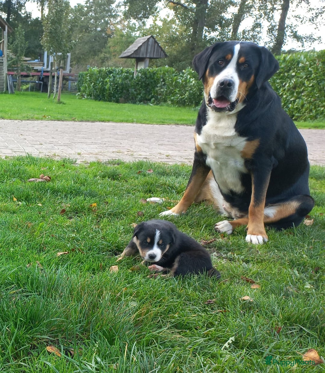 Grote Zwitserse Sennenhond honden te koop: Grote Zwitserse Sennenhond pups, raszuiver - Advertentie 6