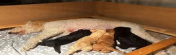 Labradoodle honden te koop: Labradoodle pups  - Advertentie 3