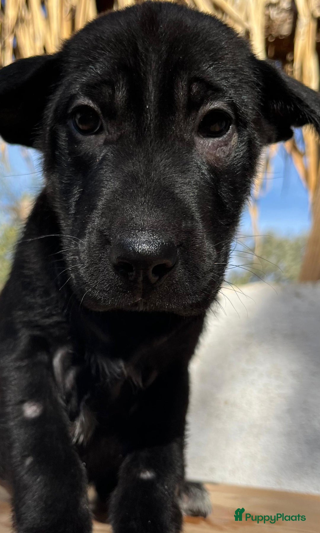 Kruising honden ter adoptie: gisela   deze lieverd wil zo graag een baasje  - Advertentie 2