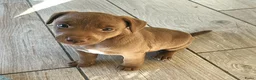 Patterdale Terrier honden te koop: raszuivere " rode " patterdale pups - Advertentie 8