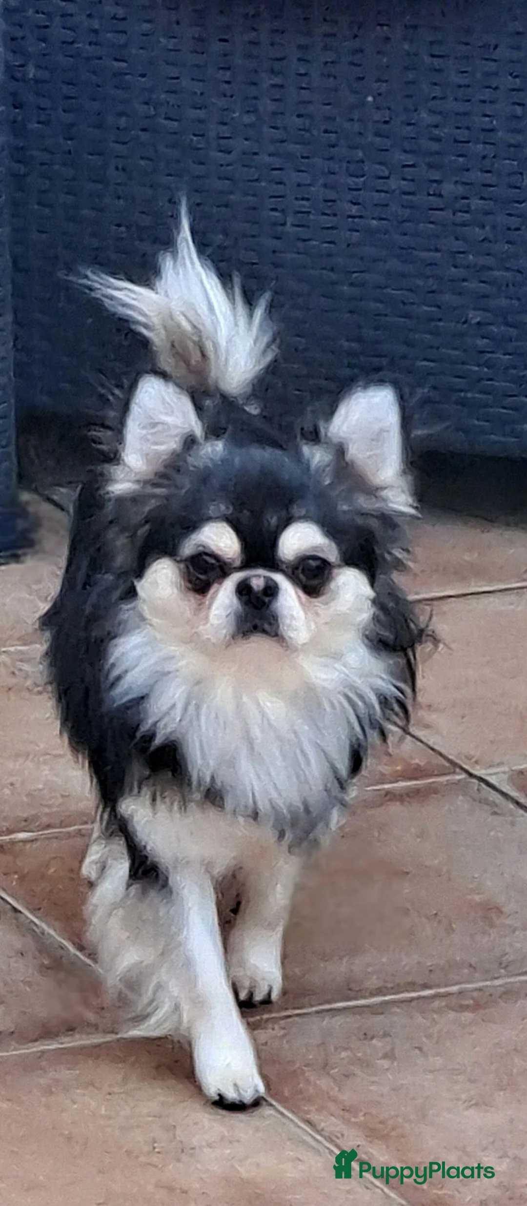 Chihuahua honden ter dekking: Chihuahua dekreu - Advertentie 2