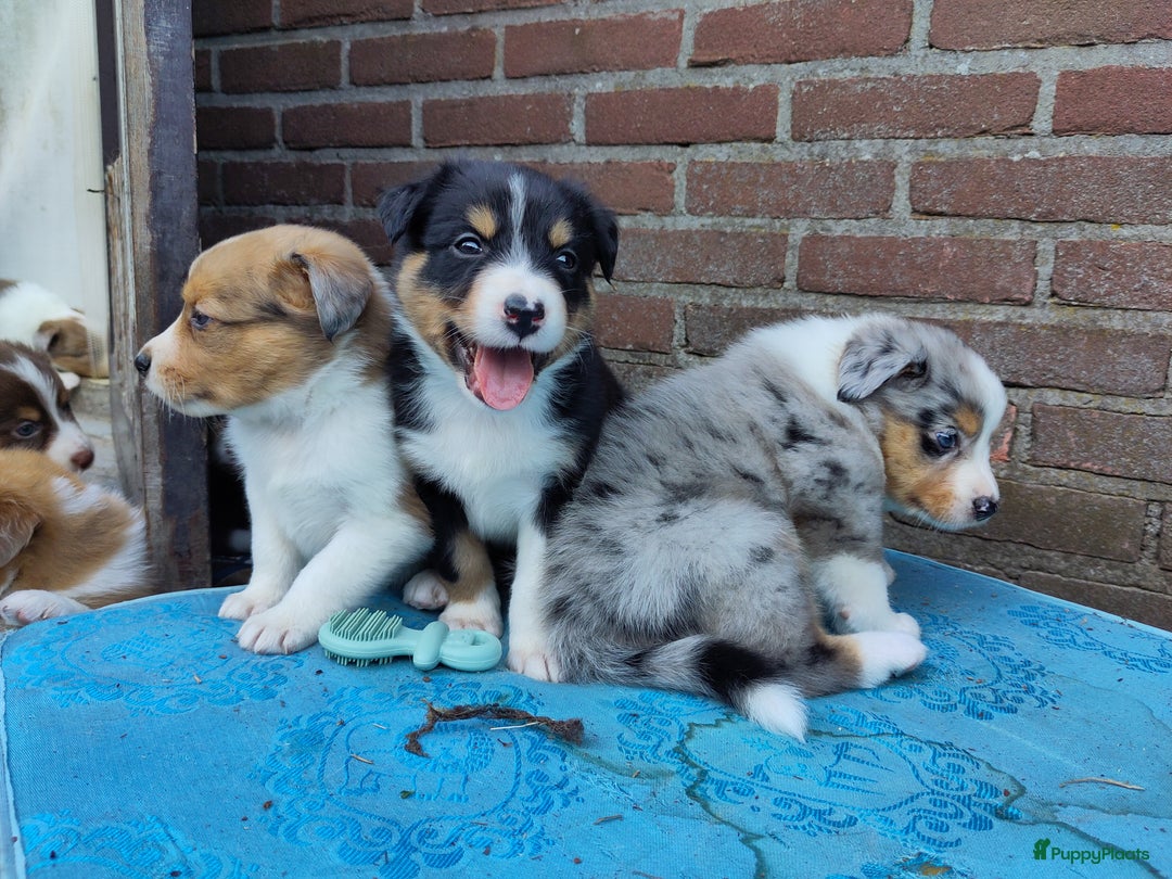 Australian Shepherd honden te koop: Australian Shepherd x Bordercollie pups in Linde - Afbeelding 1