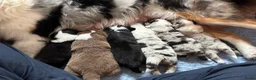 Australian Shepherd honden te koop: Australian Shepherd reu in Culemborg - Advertentie 2