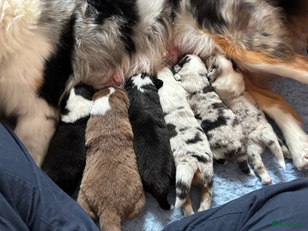 Australian Shepherd honden te koop: Australian Shepherd reu in Culemborg - Advertentie 2