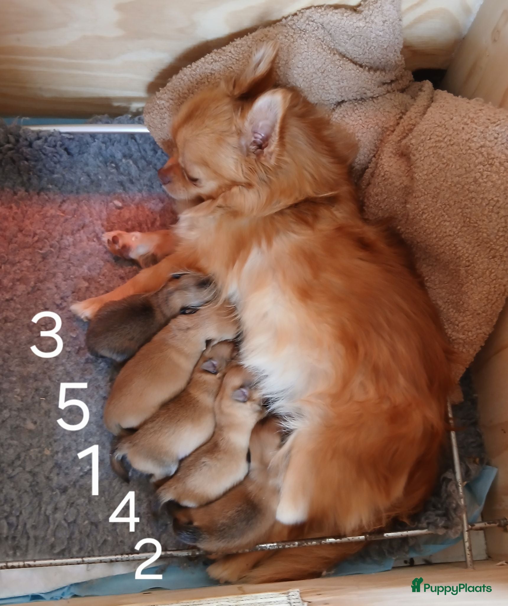 Pomchi honden Te koop - prachtige pomeriaan pups - Advertentie 3