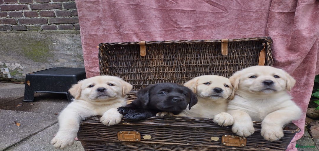 Galerij afbeelding {{count}}