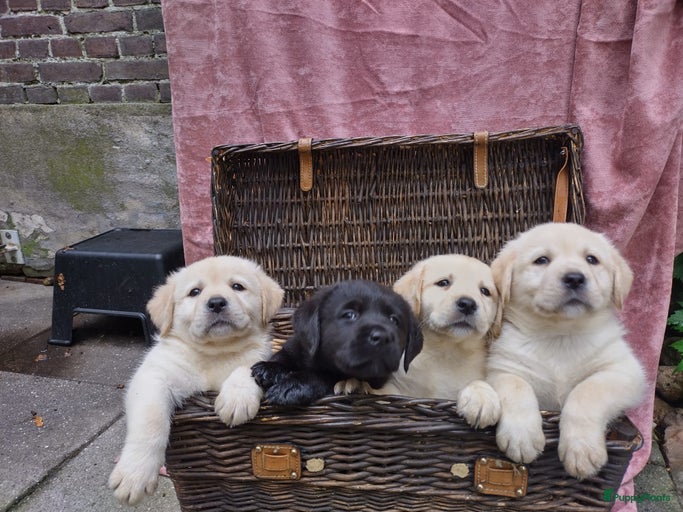 Galerij afbeelding {{count}}